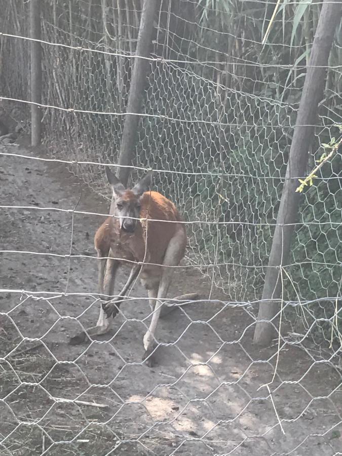 Gite Au Paradis, Parc Animalier Olmeta-di-Tuda Eksteriør bilde