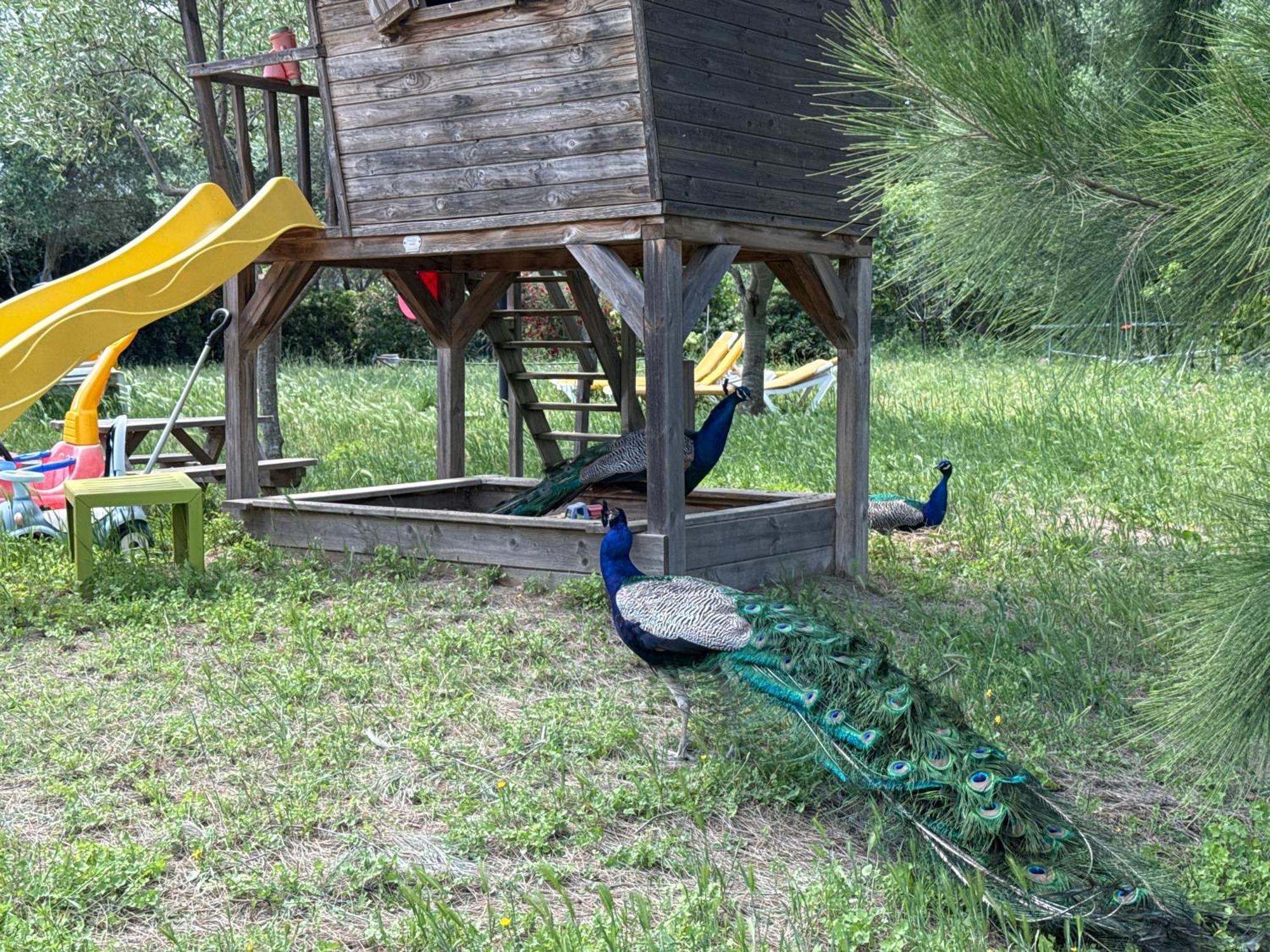 Gite Au Paradis, Parc Animalier Olmeta-di-Tuda Eksteriør bilde